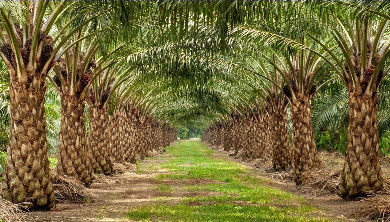 Palm plantation